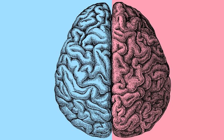 الذكاء الاصطناعي يحل لغز اختلافات الدماغ بين النساء والرجال