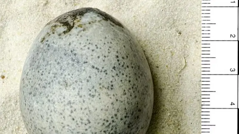 شاهد/ بيضة عمرها 1700 عام ومازالت سليمة