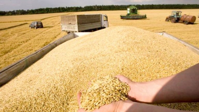 تونس تطرح مناقصة دولية لشراء 100 ألف طن من القمح
