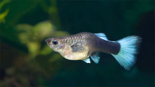 سمكة حامل من دون تزاوج تثير فضول العلماء!!