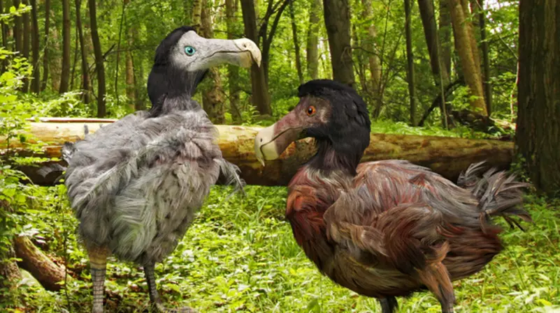 علماء يحاولون إعادة طائر منقرض إلى الحياة