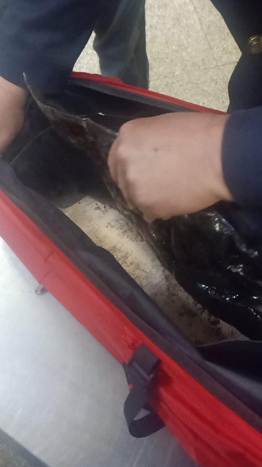 مطار تونس قرطاج/ كيلوغرامات من المخدرات في حقيبة مسافر