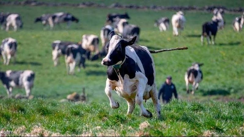 جمعية منظومة الألبان: تراجع بنسبة 30 % في قطيع البقر جراء الجفاف