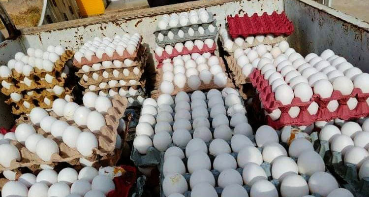 حجز 6000 بيضة معدة للاحتكار