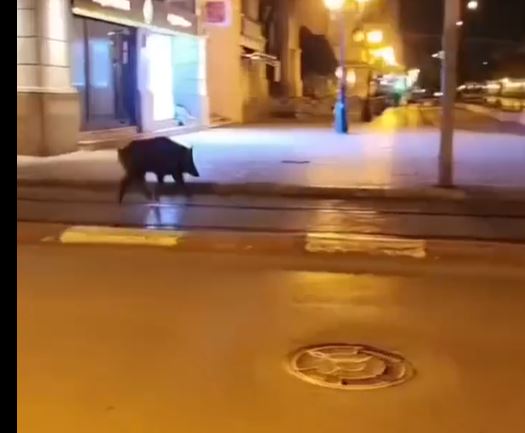 فيديو/ خنزير يتجول في شارع الحبيب بورقيبة!