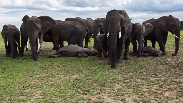 دراسة تكشف طقوس دفن مثيرة لدى الفيلة