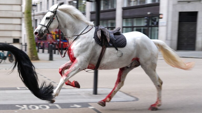 إصابات بسبب الخيول الطليقة في لندن