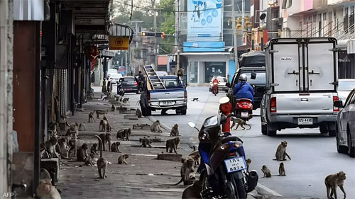 تايلاند تضع خطة لإنهاء الحرب الأهلية مع القردة!!