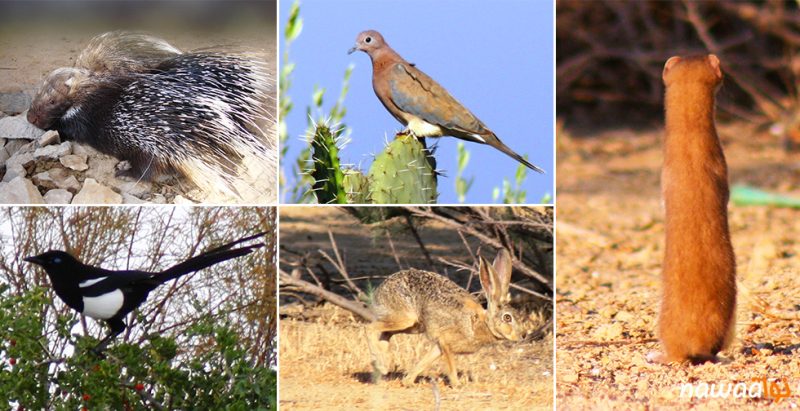 العديد من أصناف الطيور والنباتات في تونس مهدّدة بالانقراض