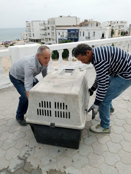 بلدية المرسى تدعو المتساكنين لعدم إطعام الكلاب السائبة!
