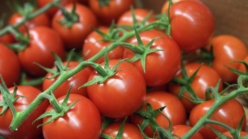 تحذير من وزارة الفلاحة حول زراعة الطماطم الفصليّة