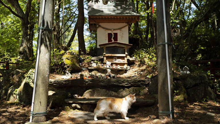 ضريح يكرم القطط في جزيرة يابانية شهيرة (صور)