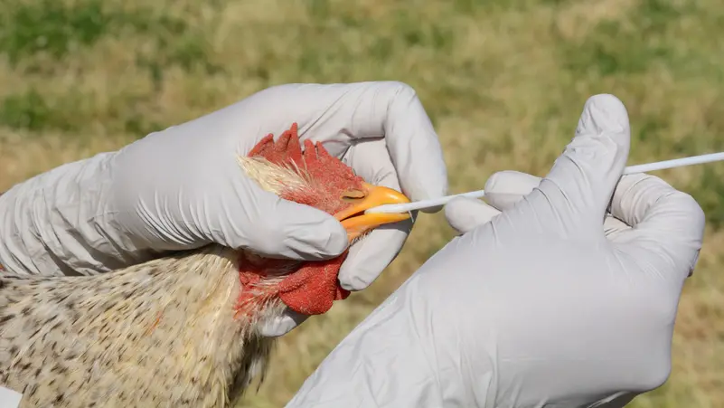أول وفاة بشرية بمتحور من إنفلونزا الطيور
