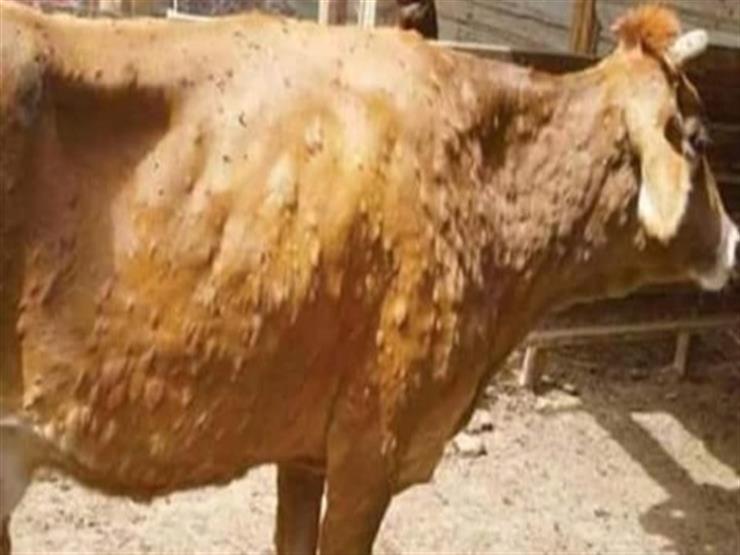 هل ينتقل مرض الجلد العقدي عند الأبقار للانسان؟.. وزارة الفلاحة تكشف