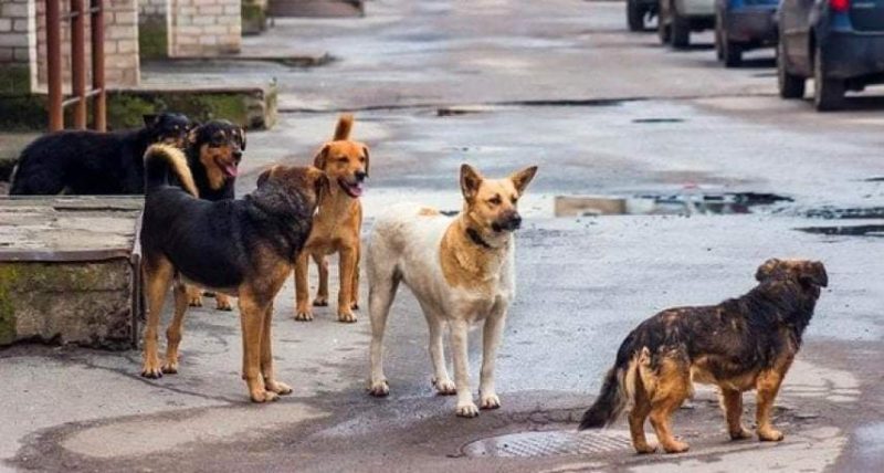 حادثة اليمة في السواسي.. كلاب سائبة تنهي حياة مُؤذن