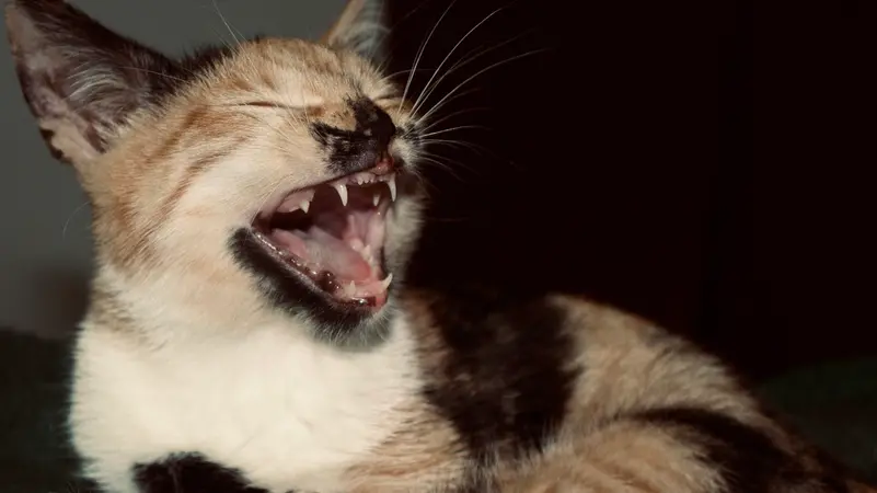 قط مصاب بالكلب يثير الرعب في بلدة جزائرية