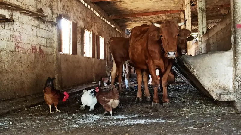 مرض غريب يفتك بالأبقار في مناطق بالجزائر