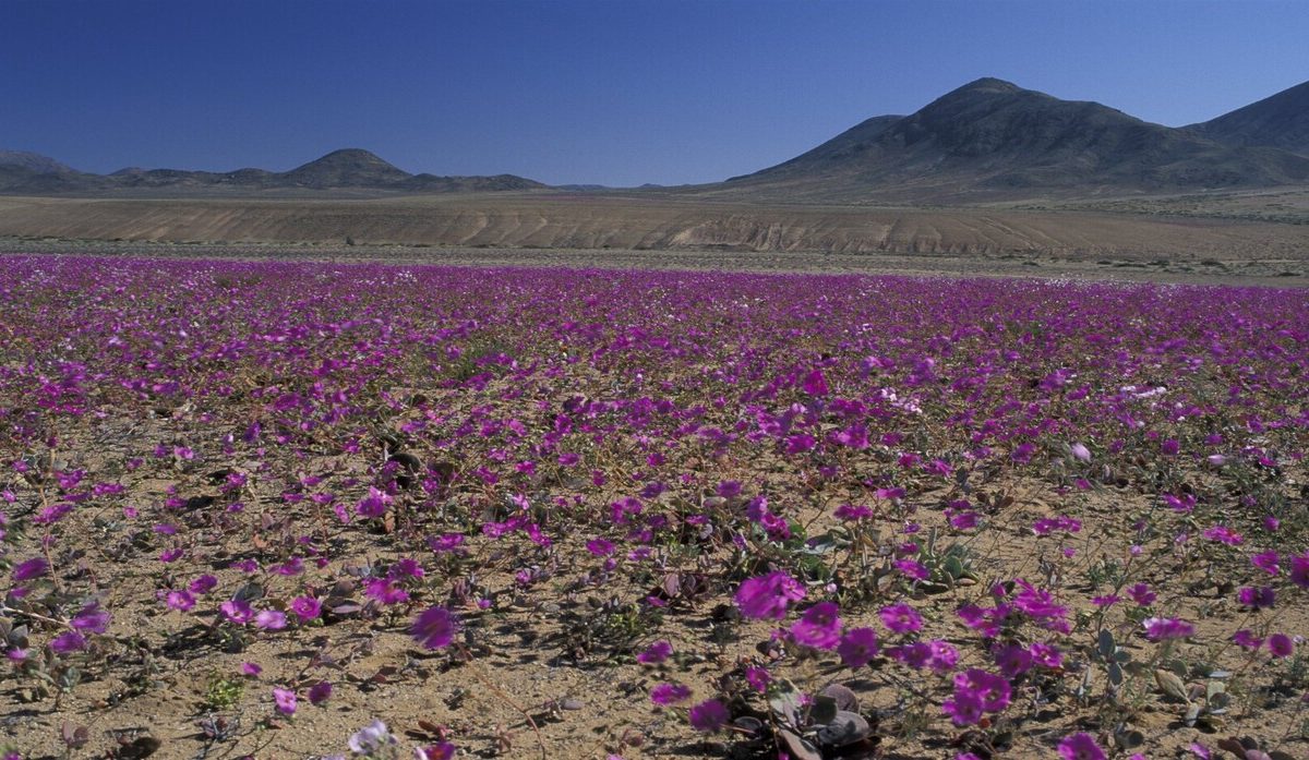 الصحراء الأكثر جفافا على الأرض “تزهر” فجأة!