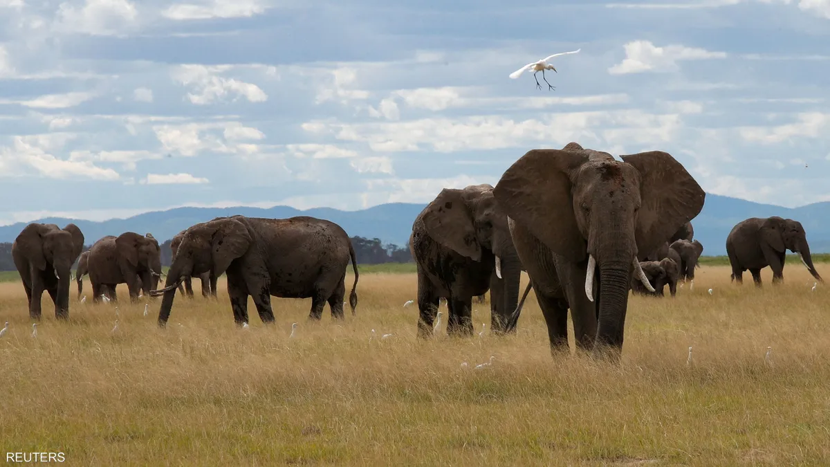 جنوب إفريقيا/ مصرع سائح تحت أقدام فيل