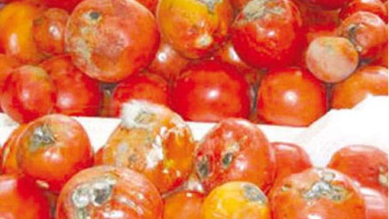 زغوان اتلاف اطنان من الطماطم الفاسدة كانت مُعدة للتحويل