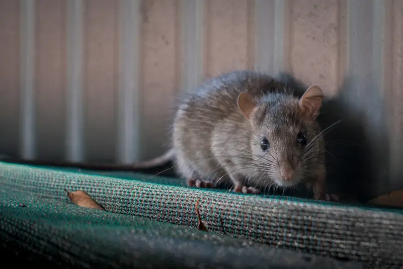 “فيروس هانتا” ينتشر بين الفئران.. وقد ينتقل للإنسان