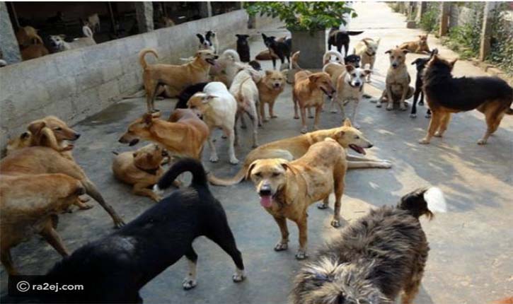 ولاية تونس تدعو لمتابعة حملات مقاومة الكلاب السائبة