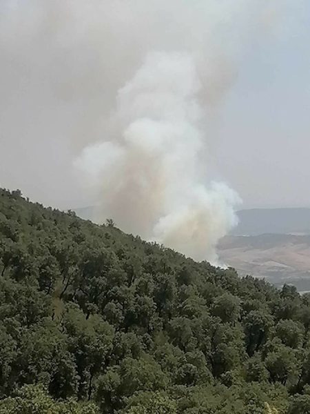 جندوبة..اندلاع حريق في غابات فرنانة