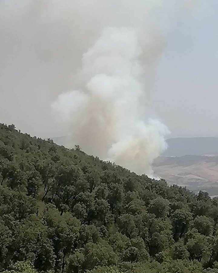 جندوبة/ اندلاع حريق في غابات فرنانة