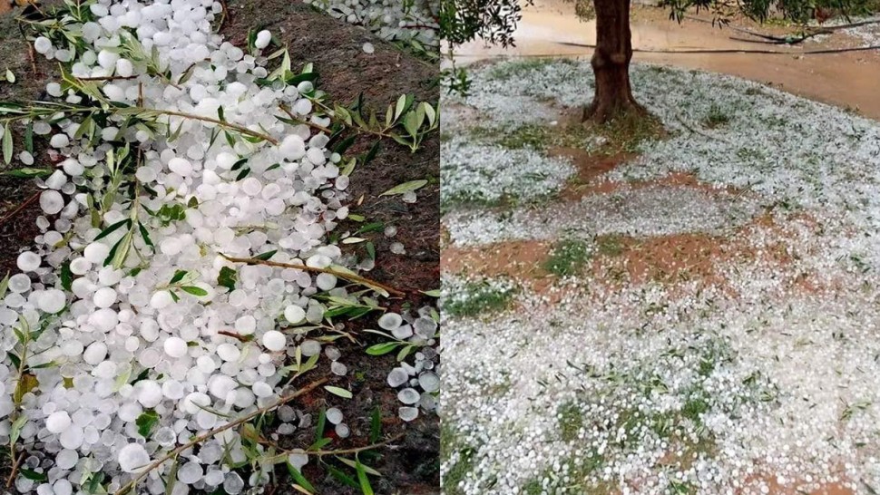 سيدي بوزيد/ البرد يحدث ضررا بالمحاصيل الزراعية